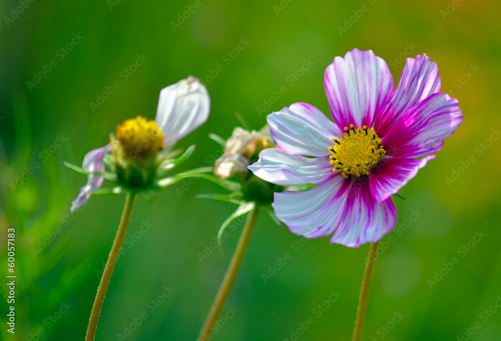 Cosmos flowers Cosmos flowers