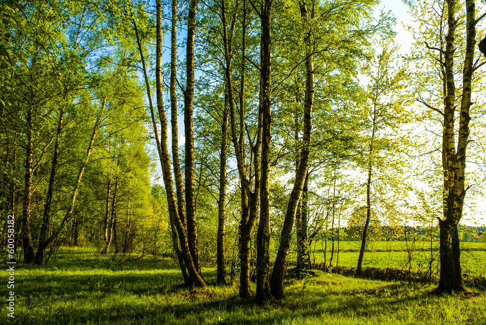 Naklejka premium wiosenny gaj brzozowy