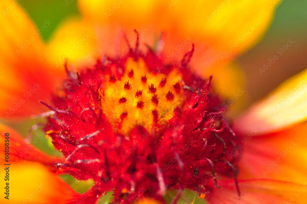 Yellow daisy close up