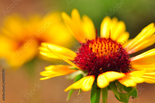 Yellow daisy close up