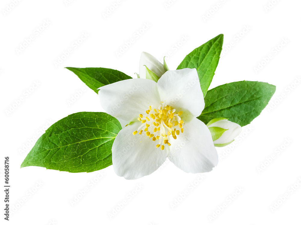 Jasmine flower on white background