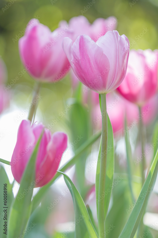 Beautiful bouquet of tulips