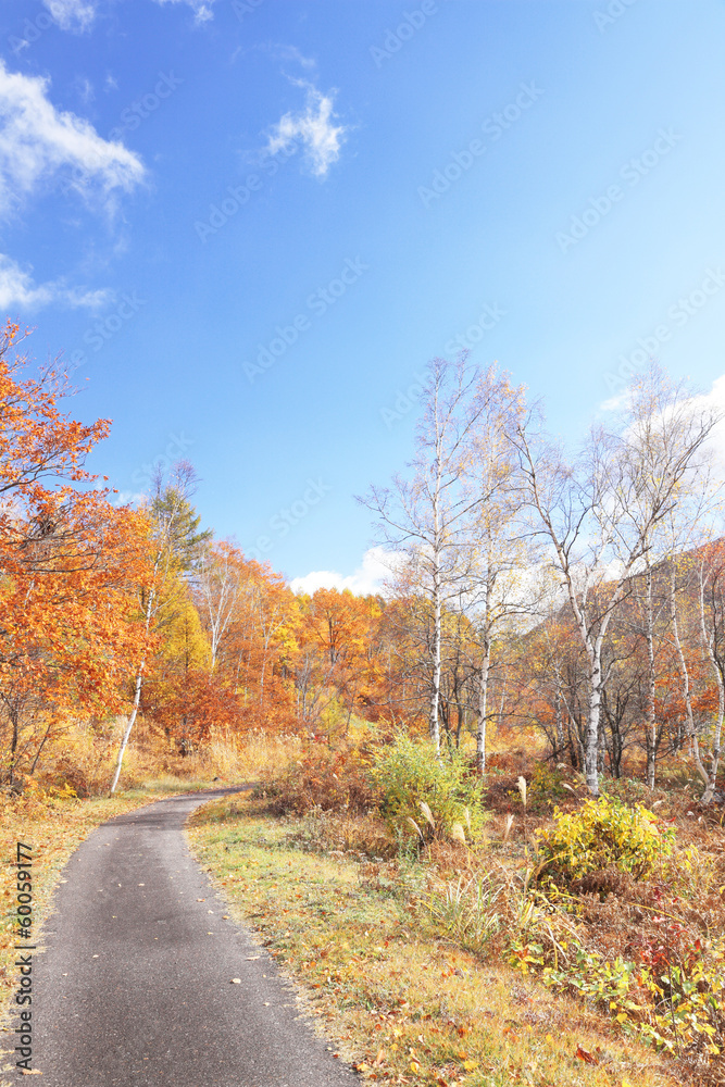 Fototapeta premium 乗鞍高原の秋