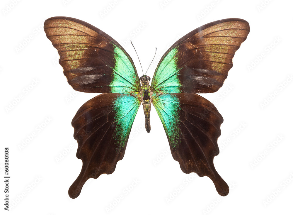 Fototapeta premium Butterfly Papilio Peranthus