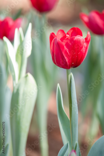 Tulip colorful flowers garden in spring