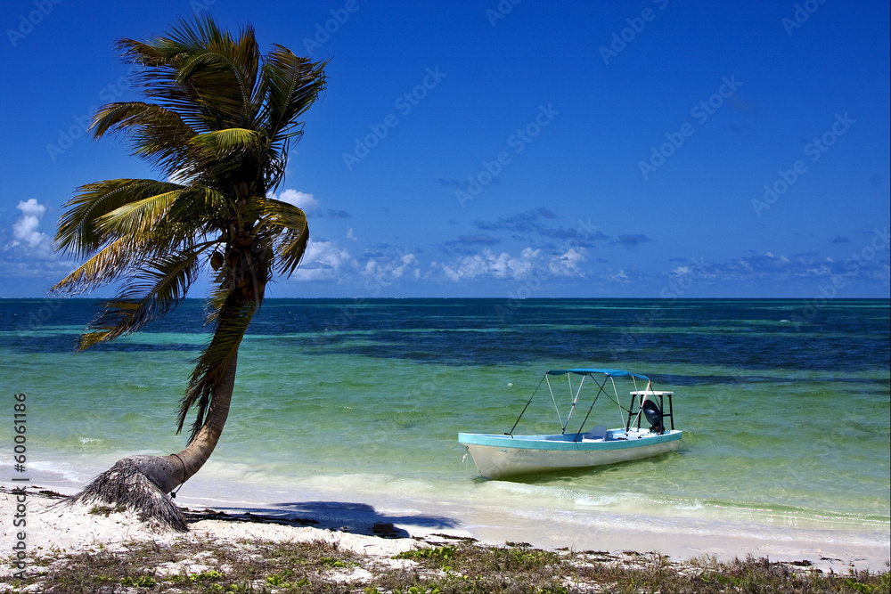 palm in the blue lagoon and boat of sian kaan in mexico palm in the blue lagoon and boat of sian kaan in mexico