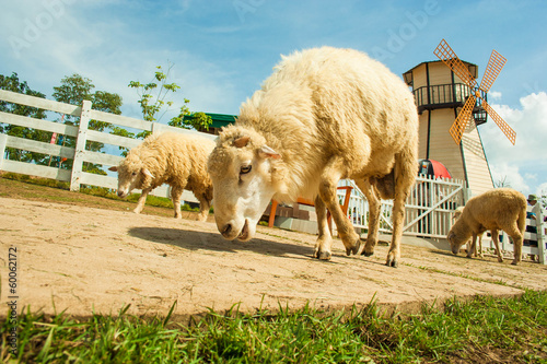 Smile Sheep in Thailand photo