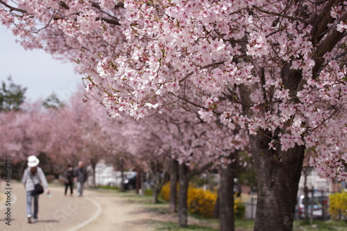 桜並木 © naomer