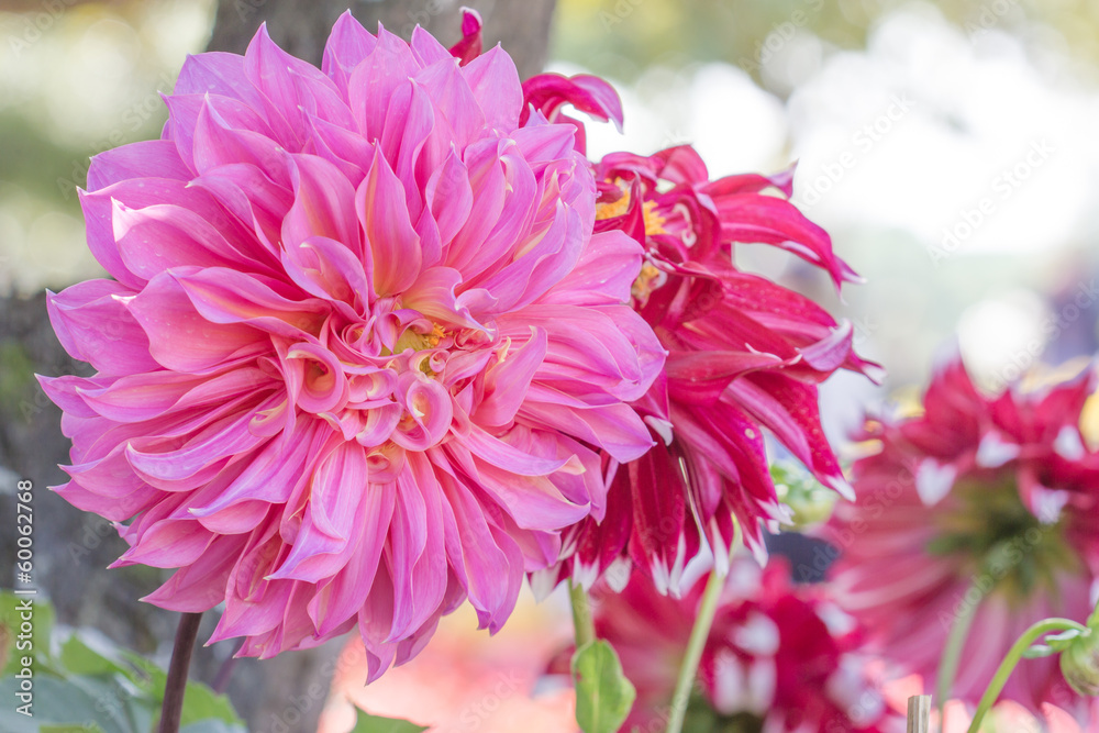 beautiful dahlia flower beautiful dahlia flower