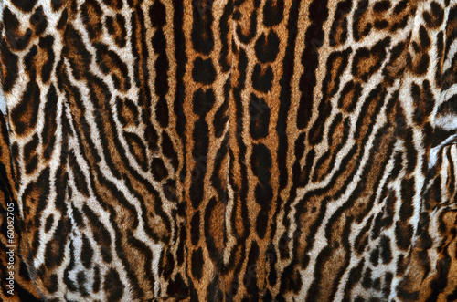 pelliccia di ghepardo reale