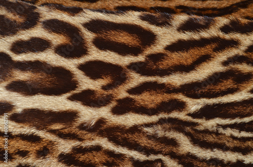 pelle di leopardo dell'Amur