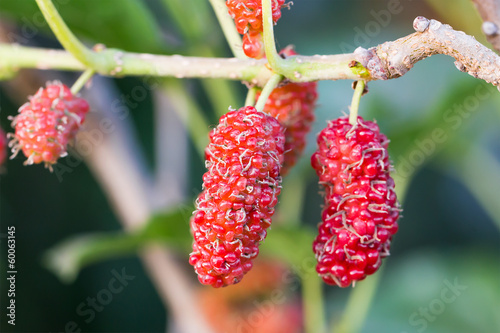 Mulberry on tree is Berry fruit in nature