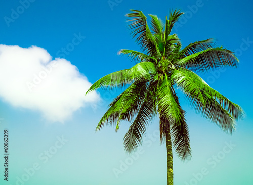 Fototapeta Naklejka Na Ścianę i Meble -  palm tree
