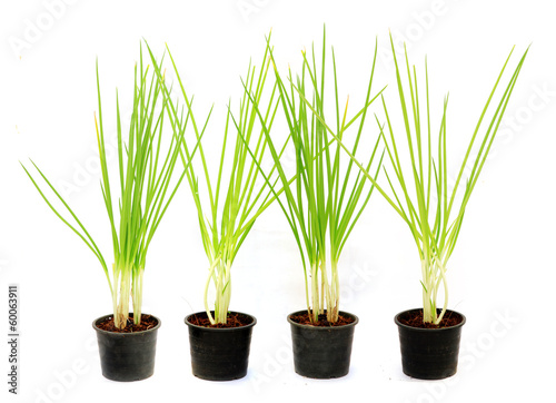 Spring onion in flowerpot