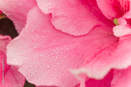 Closeup of pink Hibiscus