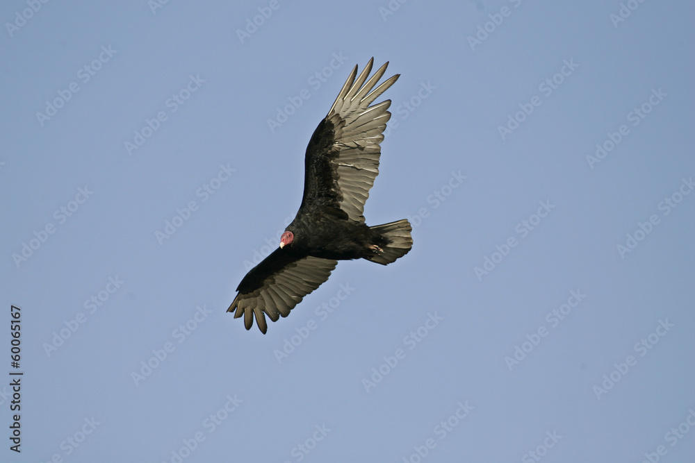 Obraz premium Turkey vulture, Cathartes aura