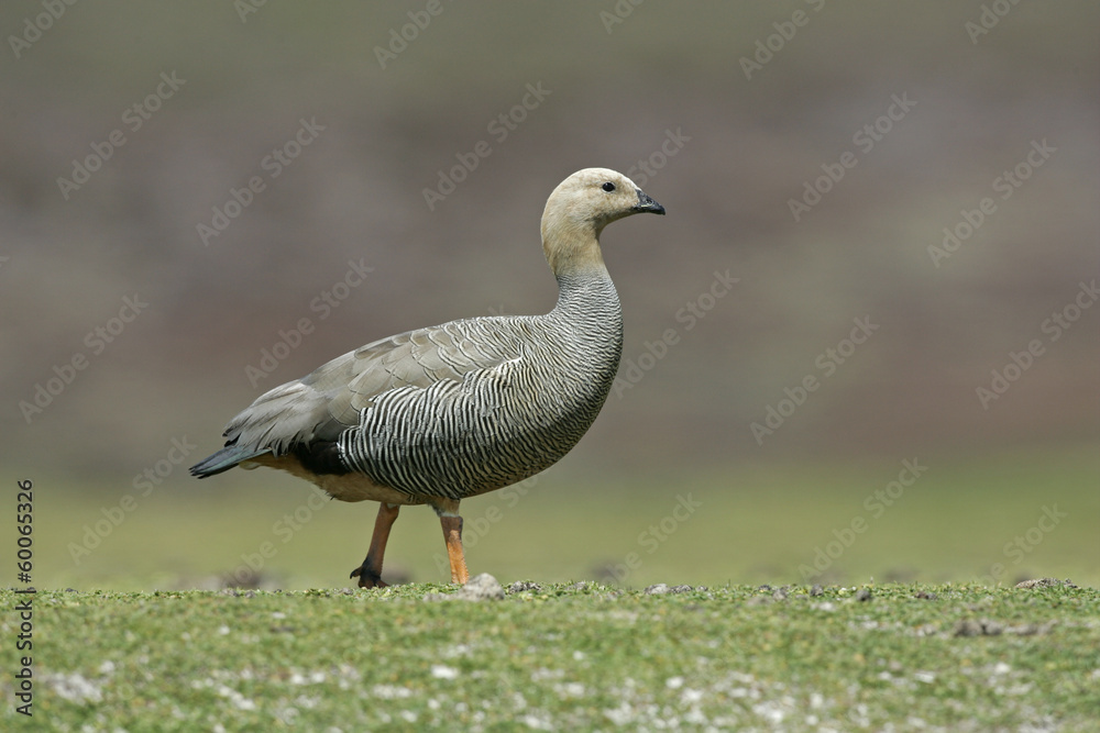 Upland goose, Chloephaga picta