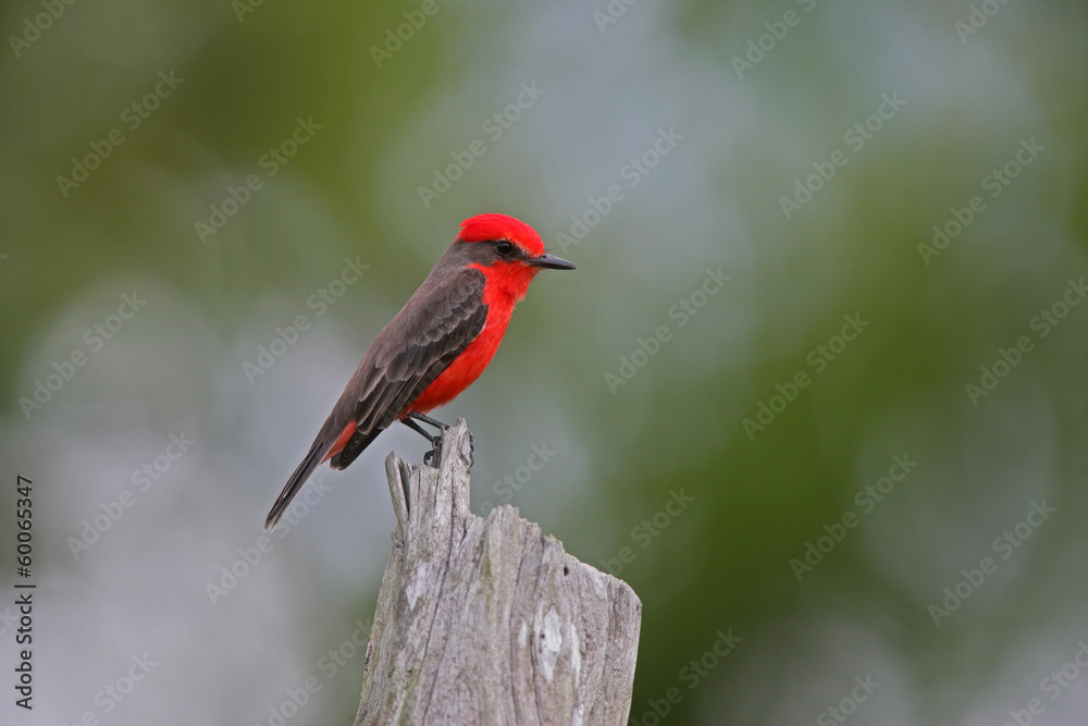 Vermilion flycatcher, Pyrocephalus rubinus Vermilion flycatcher, Pyrocephalus rubinus