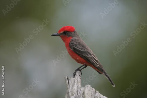 Vermilion flycatcher, Pyrocephalus rubinus