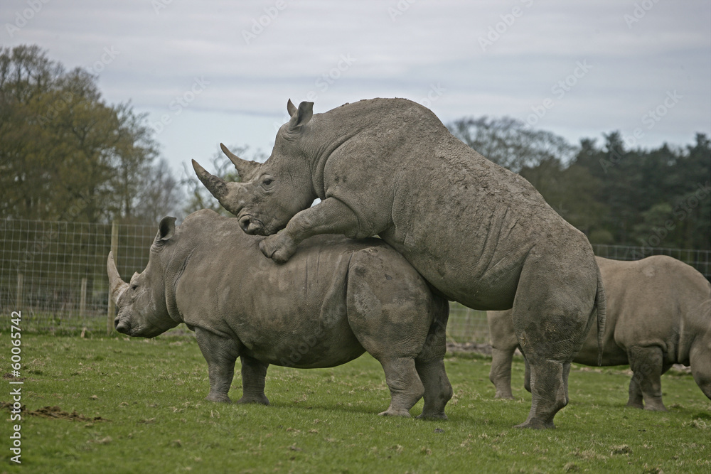 Obraz premium White rhino, Ceratotherium simum