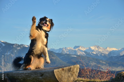 Hund zeigt Pfote zum Gruss