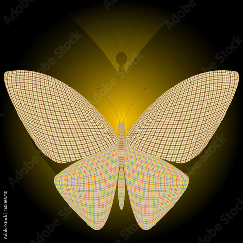 butterfly and its reflection