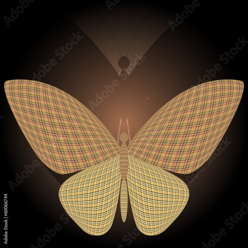butterfly and its reflection