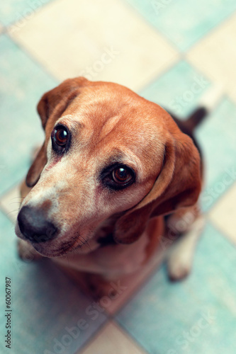 Sittin beagle looking to the camera © misbehaver77