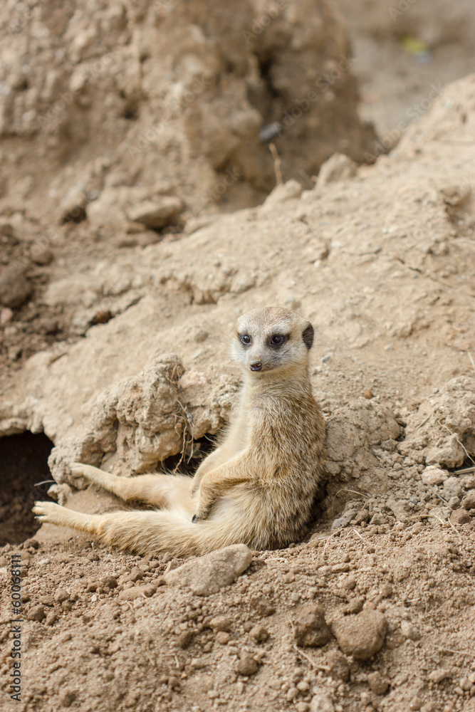 Slender-tailed meerkat or suricate, Suricata suricatta Slender-tailed meerkat or suricate, Suricata suricatta