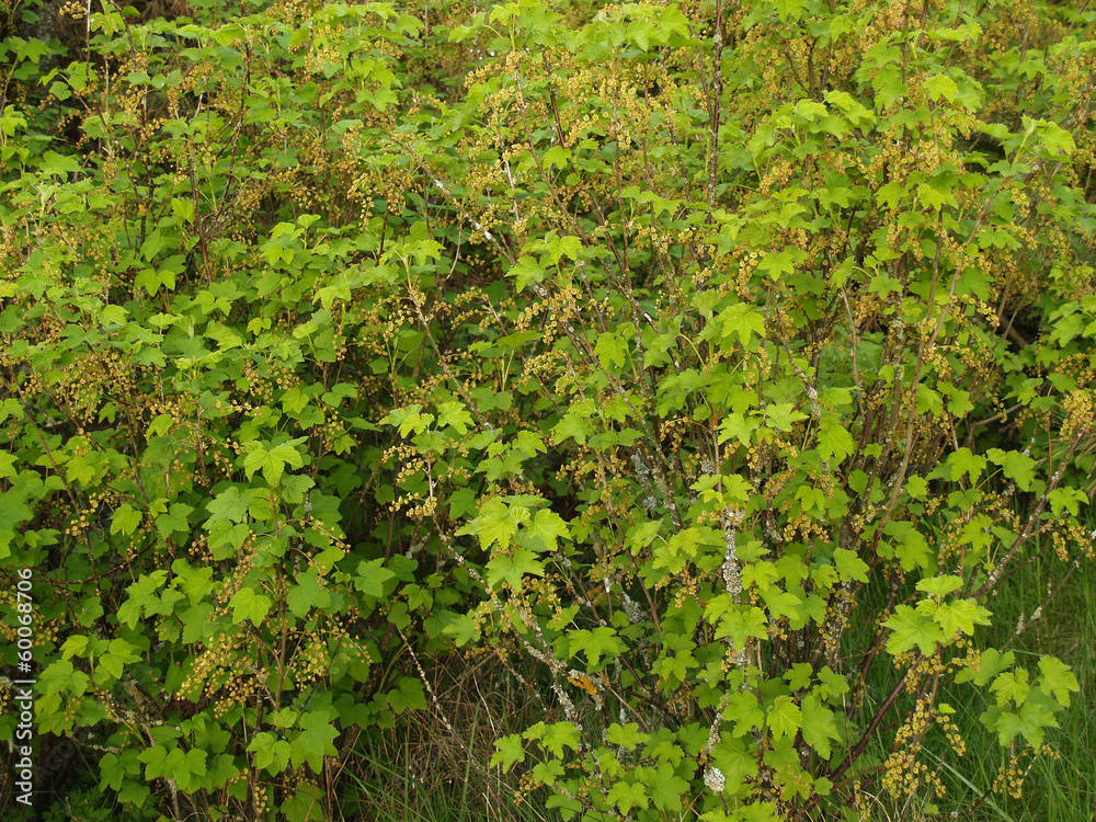 Bushes of blossoming red currant (Ribes rubrum L. ) Bushes of blossoming red currant (Ribes rubrum L. )