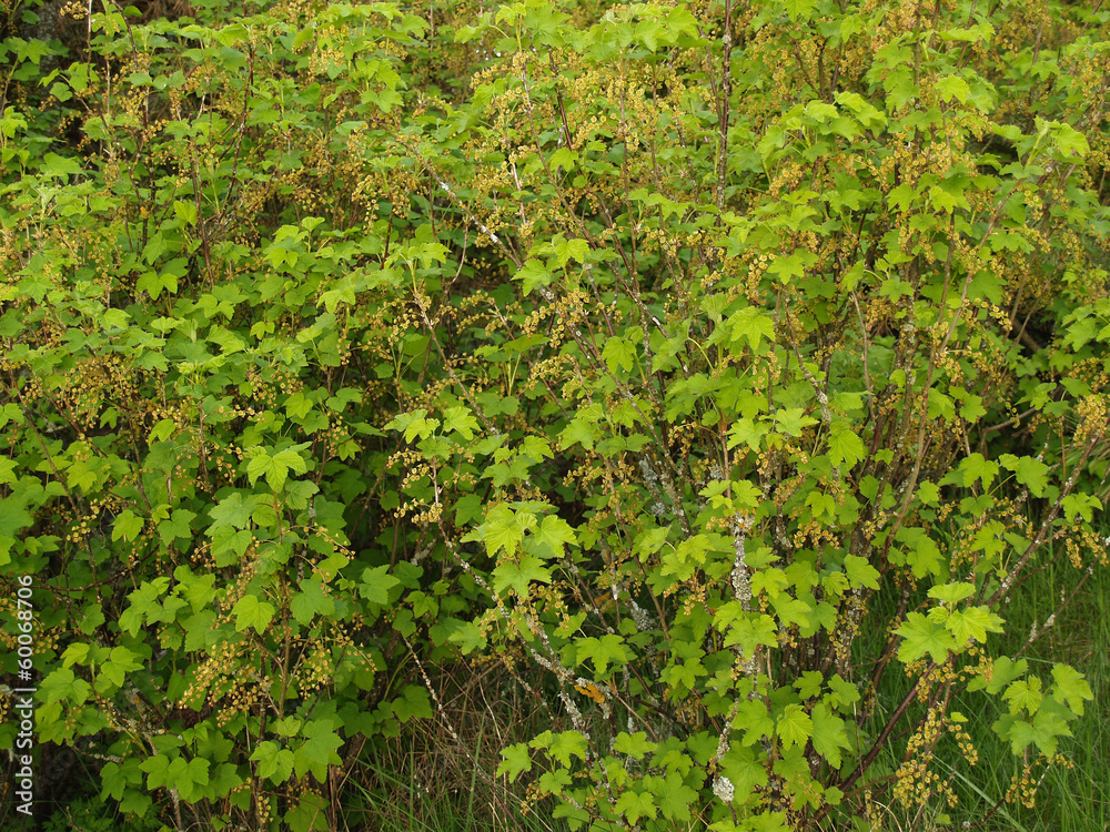 Bushes of blossoming red currant (Ribes rubrum L. )