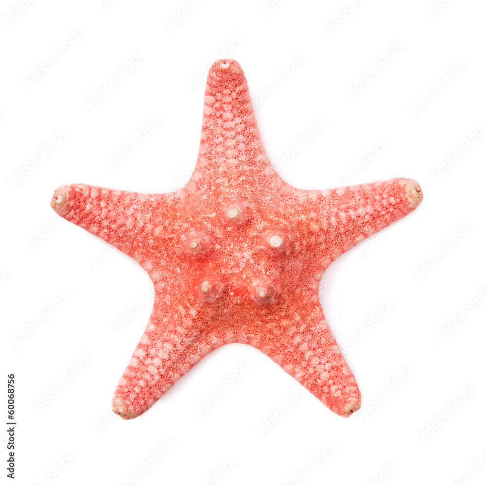 Sea star on white background Sea star on white background