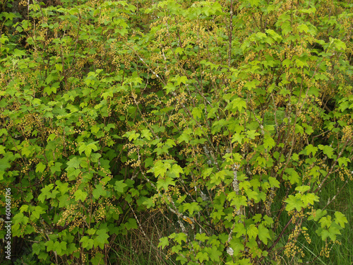 Bushes of blossoming red currant (Ribes rubrum L. )