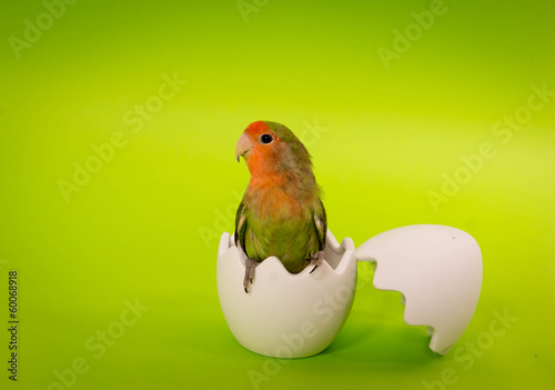 Papier peint oiseau inséparable - éclosion