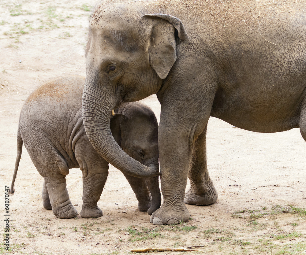 Fototapeta premium Elephants