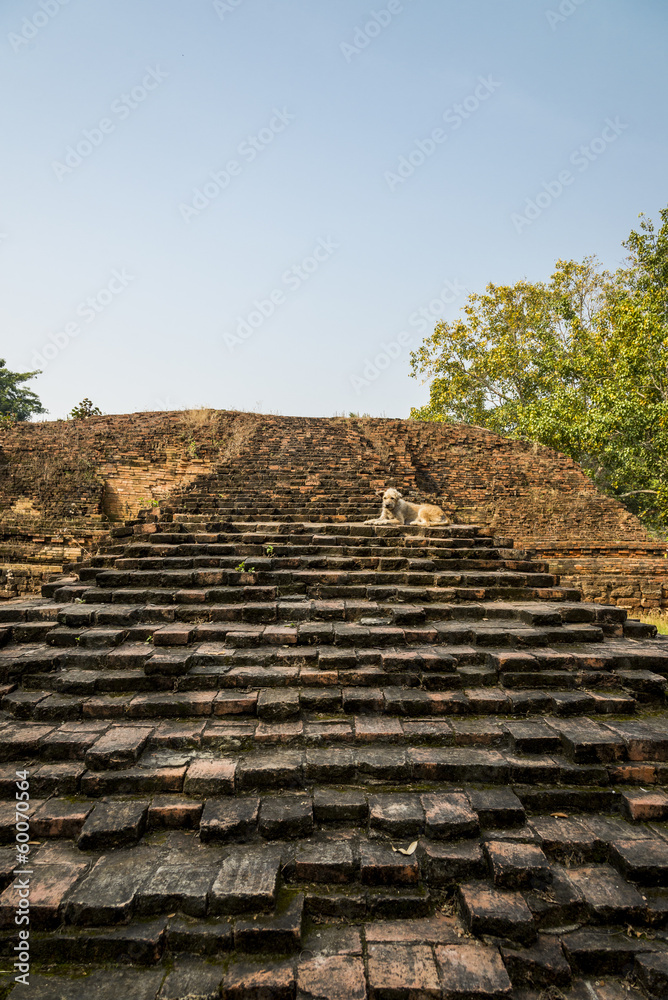 Fototapeta premium The dog sit on the stone stair4