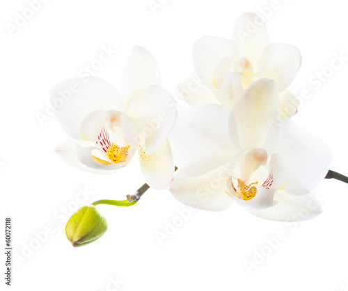 Fototapeta Naklejka Na Ścianę i Meble -  blooming white orchid is   isolated on white  background