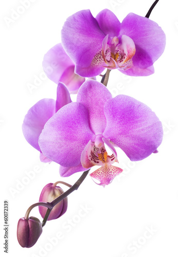 Blooming lilac  orchid is isolated on the white  background