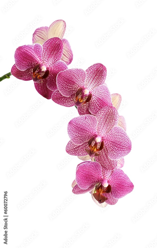 Fototapeta premium Flower orchids