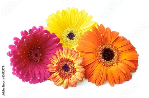 Gerbera