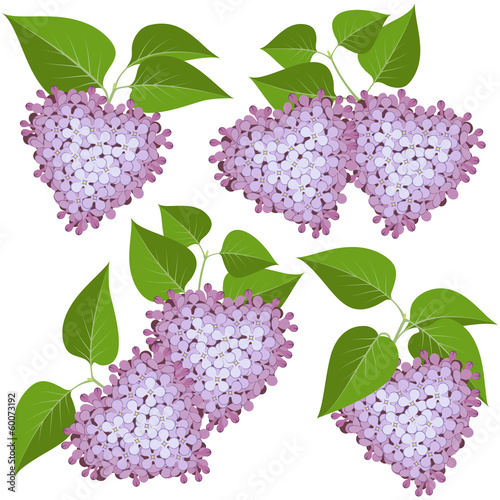 Hearts of lilac flowers and leaves on white