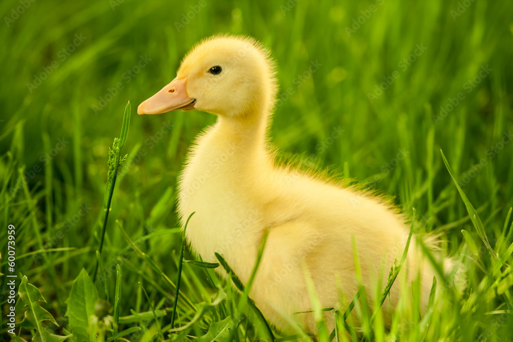 Obraz premium Small duckling