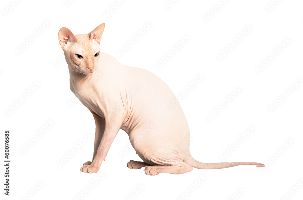 Don Sphinx (DONSPHINX) cat. Isolated on white background.