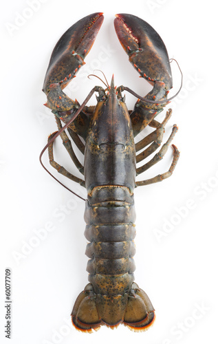 Common lobster