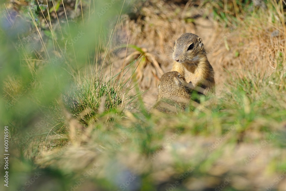 Fototapeta premium Two european ground squirrel in grass