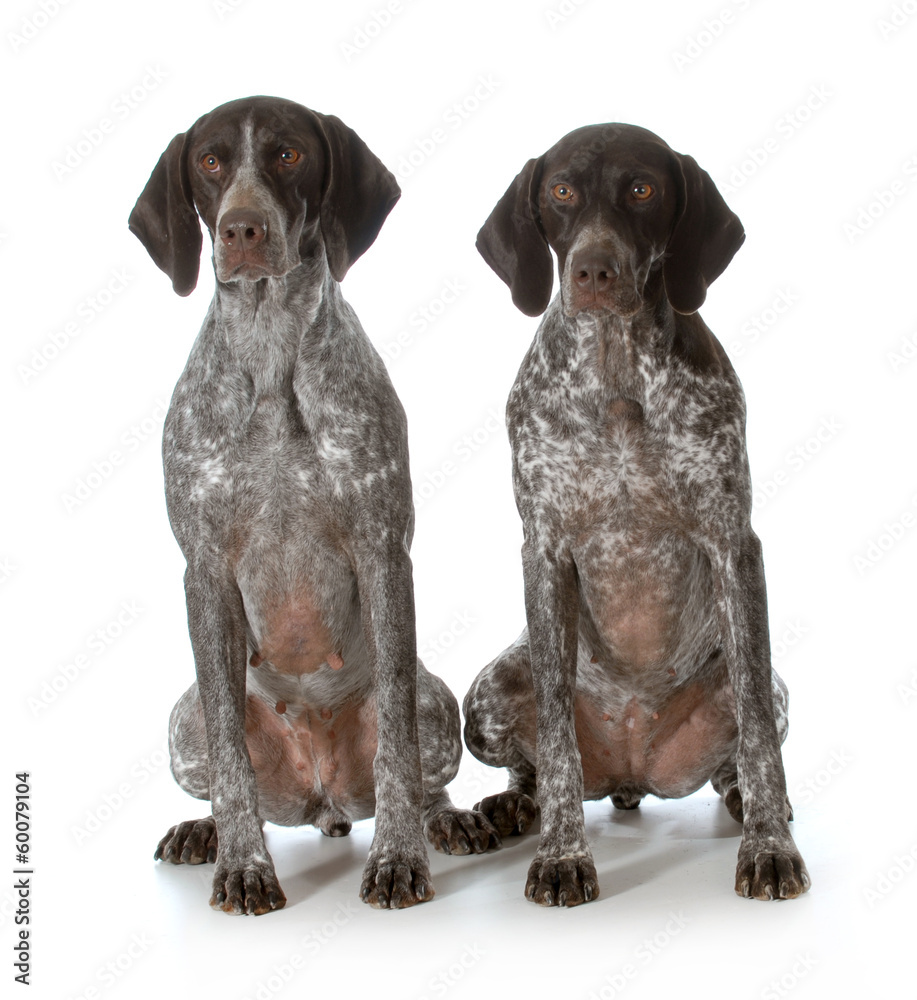 german shorthaired pointers