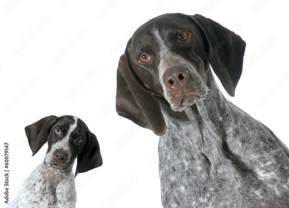adult and puppy adult and puppy