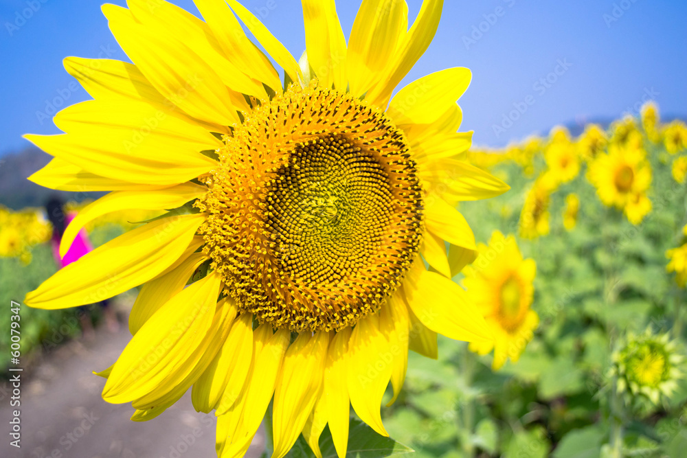 Sunflowers Sunflowers
