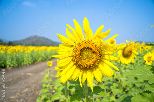 Sunflowers