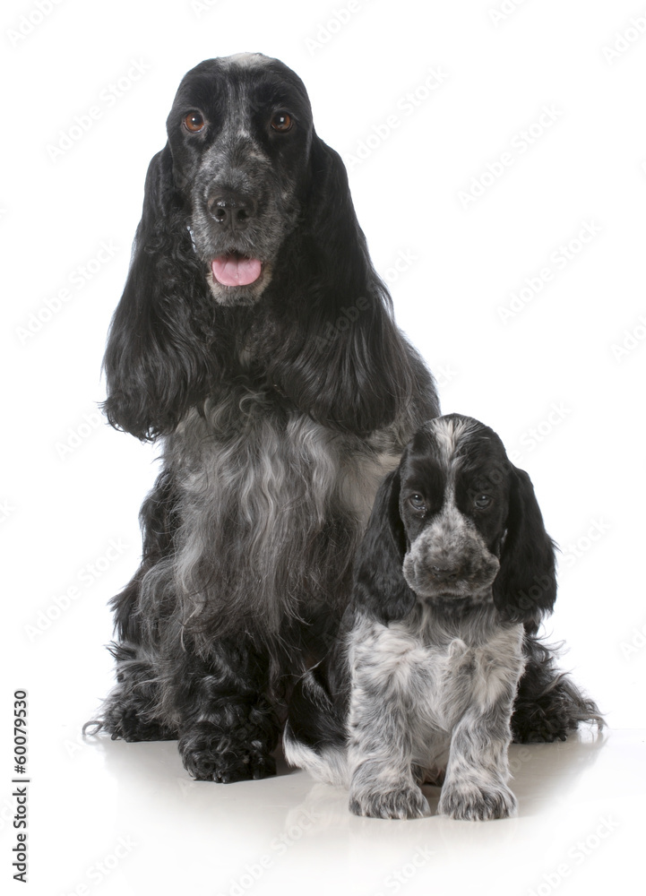 mother and pup mother and pup